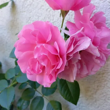 Aareschlucht- Grandiose Aussicht Fuer 2-6 Pers. 아파트 *